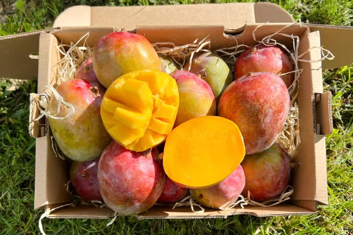 Baby-Mango Kent von Julian Sonderaktion