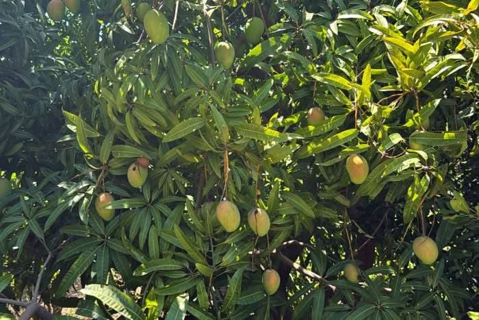 Baby-Mango Lippens von Julian - Image 6