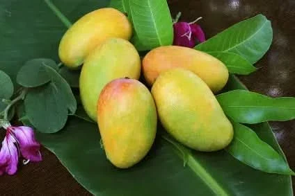 Baby-Mango "Keong" baumgereift Bio & Fair