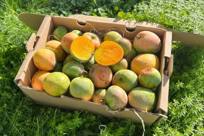 Baby-Mango Lippens von Julian - Image 2