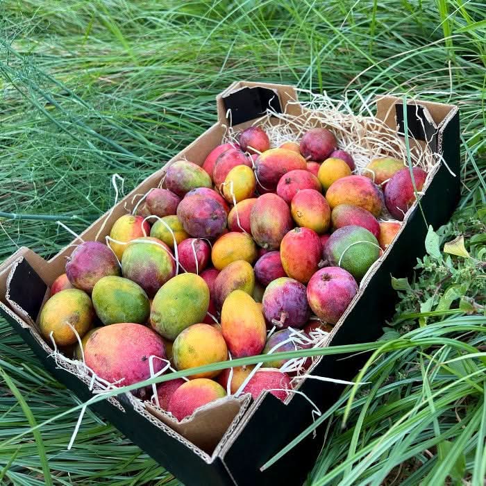 Baby-Mango Mix von Julian Retter-Box - Image 8
