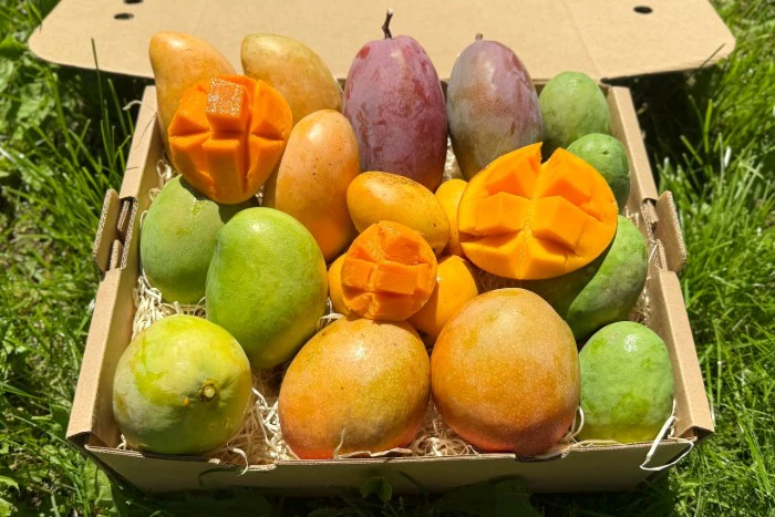 Mango Entdeckerbox 3kg Aktionspreis % - Image 5