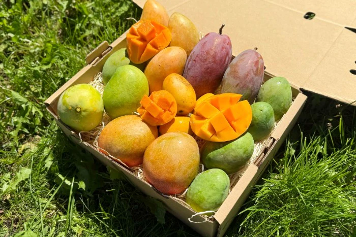 Mango Entdeckerbox 3kg Aktionspreis % - Image 7