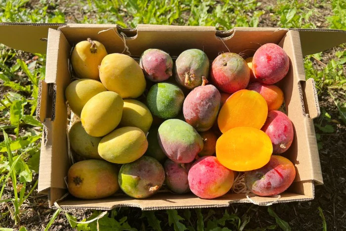 Baby-Mango Mix "Wild Wonders" Sonderaktion