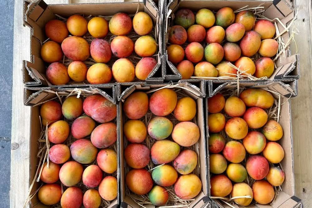Baby-Mango Mix "Wild Wonders" Sonderaktion - Image 13