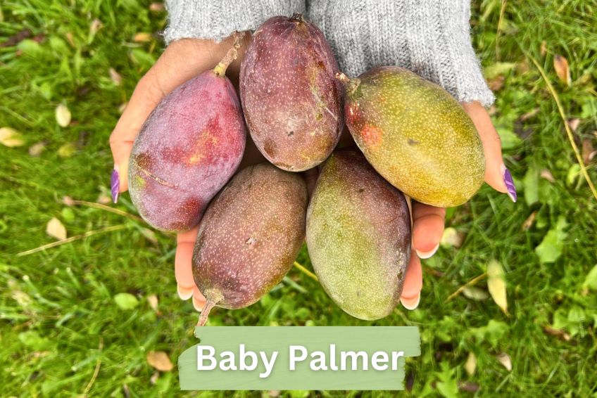 Baby-Mango Mix "Wild Wonders" Sonderaktion - Image 2