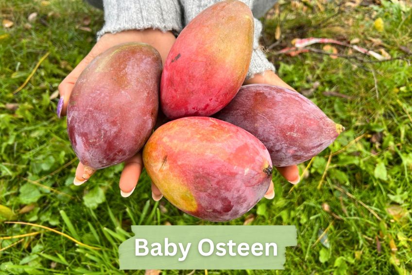 Baby-Mango Mix "Wild Wonders" Sonderaktion - Image 4