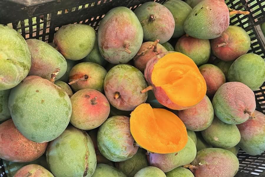 Baby-Mango Osteen & Kent Mix von Julian Sparpreis-Box