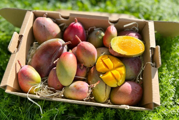 Baby-Mango Osteen Bio von Julian Box