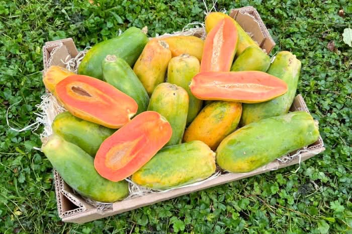 Baby-Papaya Bio von Julian Aktionsbox - Image 2