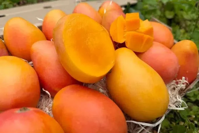 Baby-Zuckermangos Ready to eat Sonderaktion % - Image 6