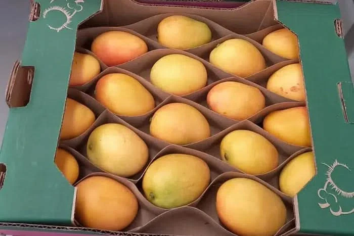 Baby-Zuckermangos Ready to eat Sonderaktion % - Image 7