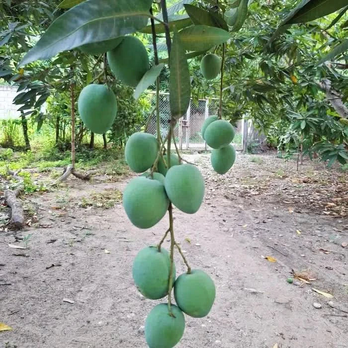 Baby-Zuckermangos Ready to eat Sonderaktion % - Image 8