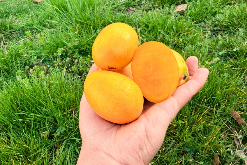 Baby-Zuckermangos von Edgar Aktionswoche % - Image 2
