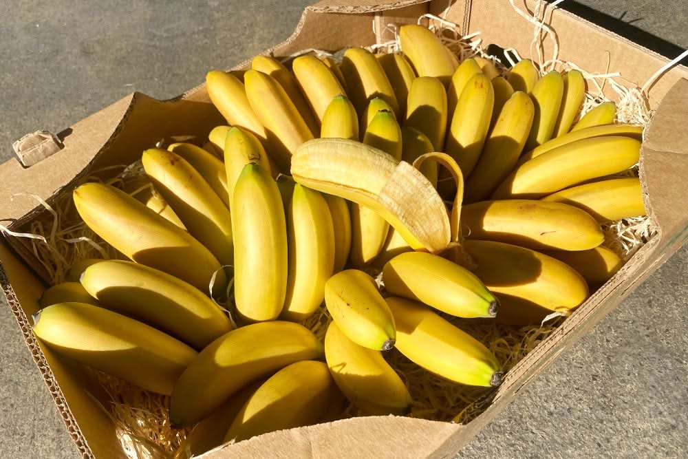 Babybananen "Orito" 2kg Box