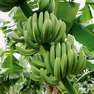 Bananen Fair Trade - Image 2