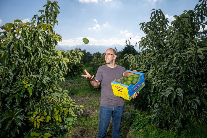 Baue deine eigene Trübenecker Avocado Box - Image 6