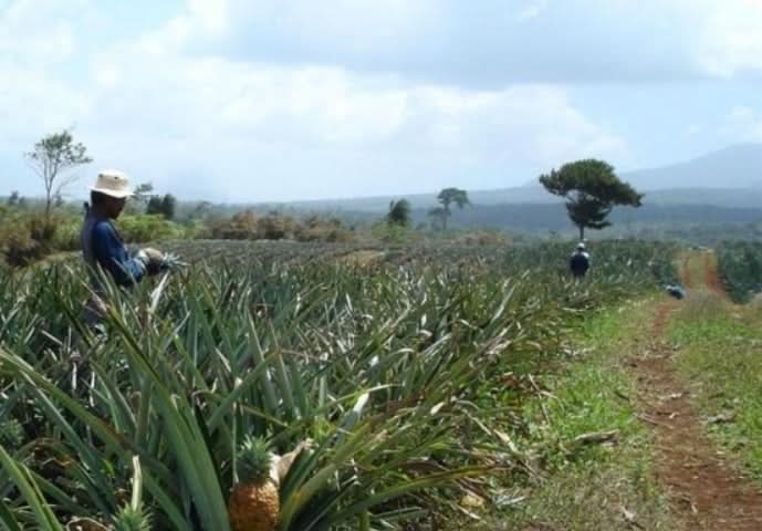 Ananas Extra Sweet Bio - Image 4