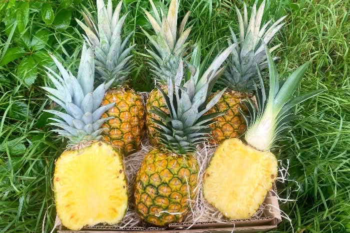 Ananas „Golden Sweet“ Bio reifgeerntet von Lissette - Image 3