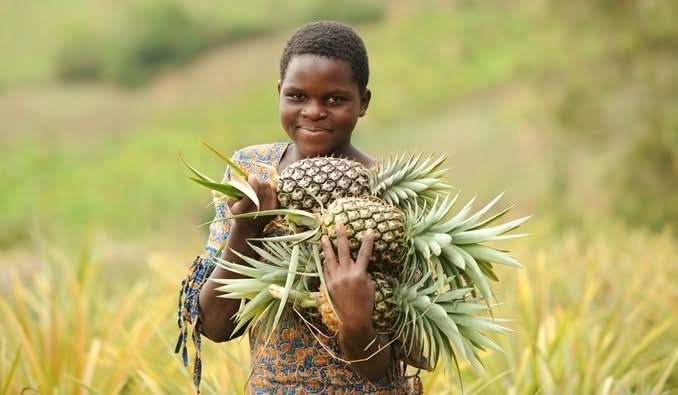 Ananas „Smooth Cayenne“ Bio Flugware Kipepeo Fair - Image 5
