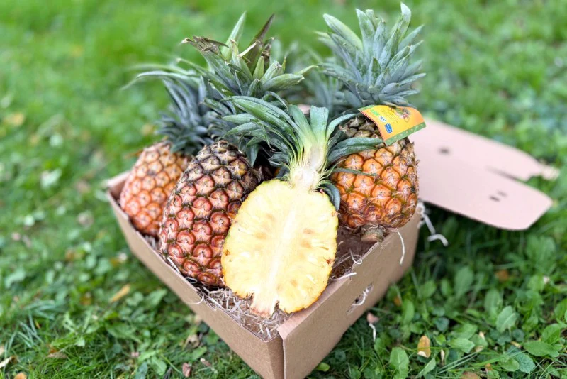 Ananas „Smooth Cayenne“ Bio Flugware Kipepeo Fair - Image 3