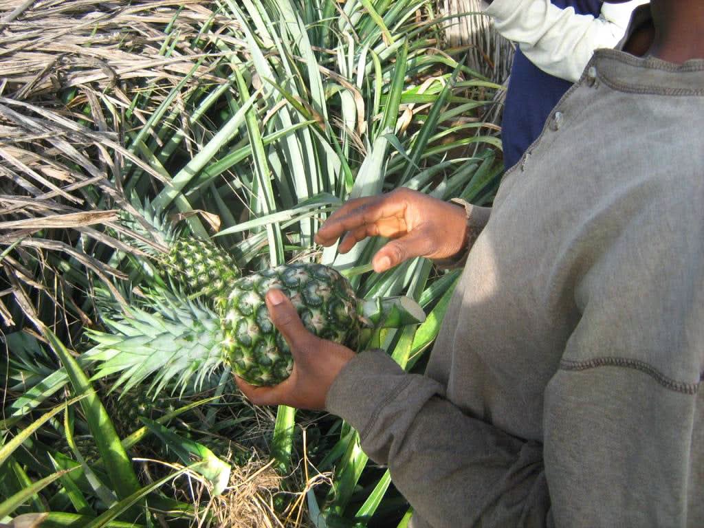Ananas „Smooth Cayenne“ Flugware Kipepeo Bio Fair Trade - Image 4