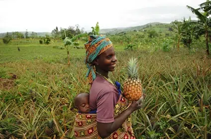 Ananas „Smooth Cayenne“ Flugware Kipepeo Bio Fair Trade - Image 8