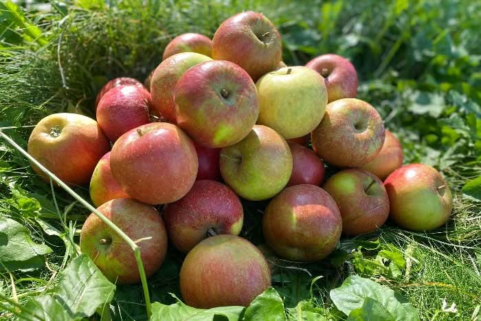 Apfel "Cox Orange" Bio vom Erletz Hof regional