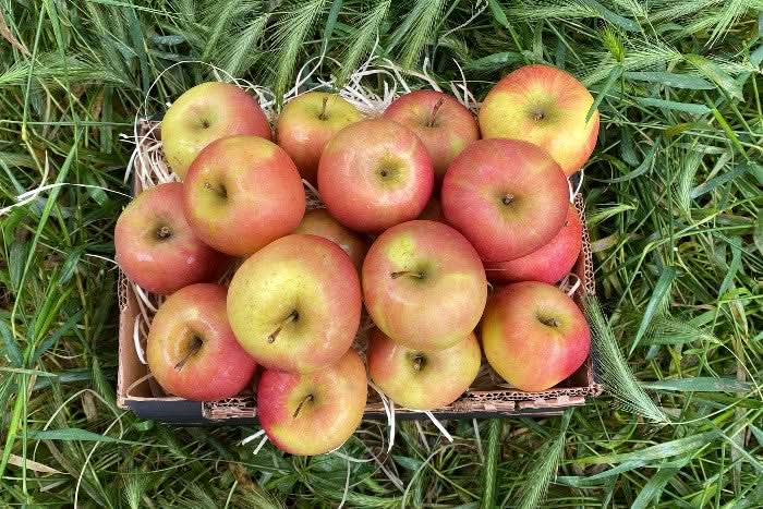Apfel "Fuji" Bio regional vom Obstgut Erletz