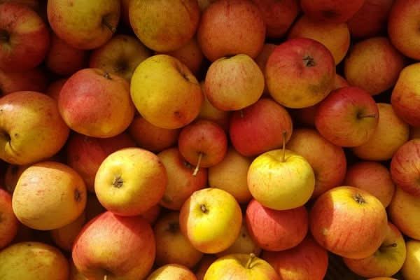 Apfel "Goldparmäne" alte Sorte Bio regional