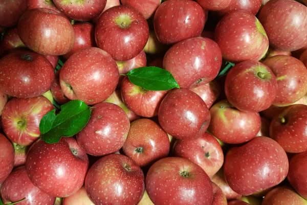 Apfel "Rote Sternrenette" alte Sorte Bio regional