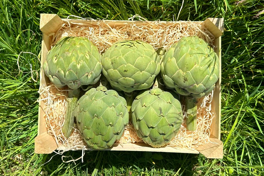 Artischocken "Green Queen" Bio aus der Provence
