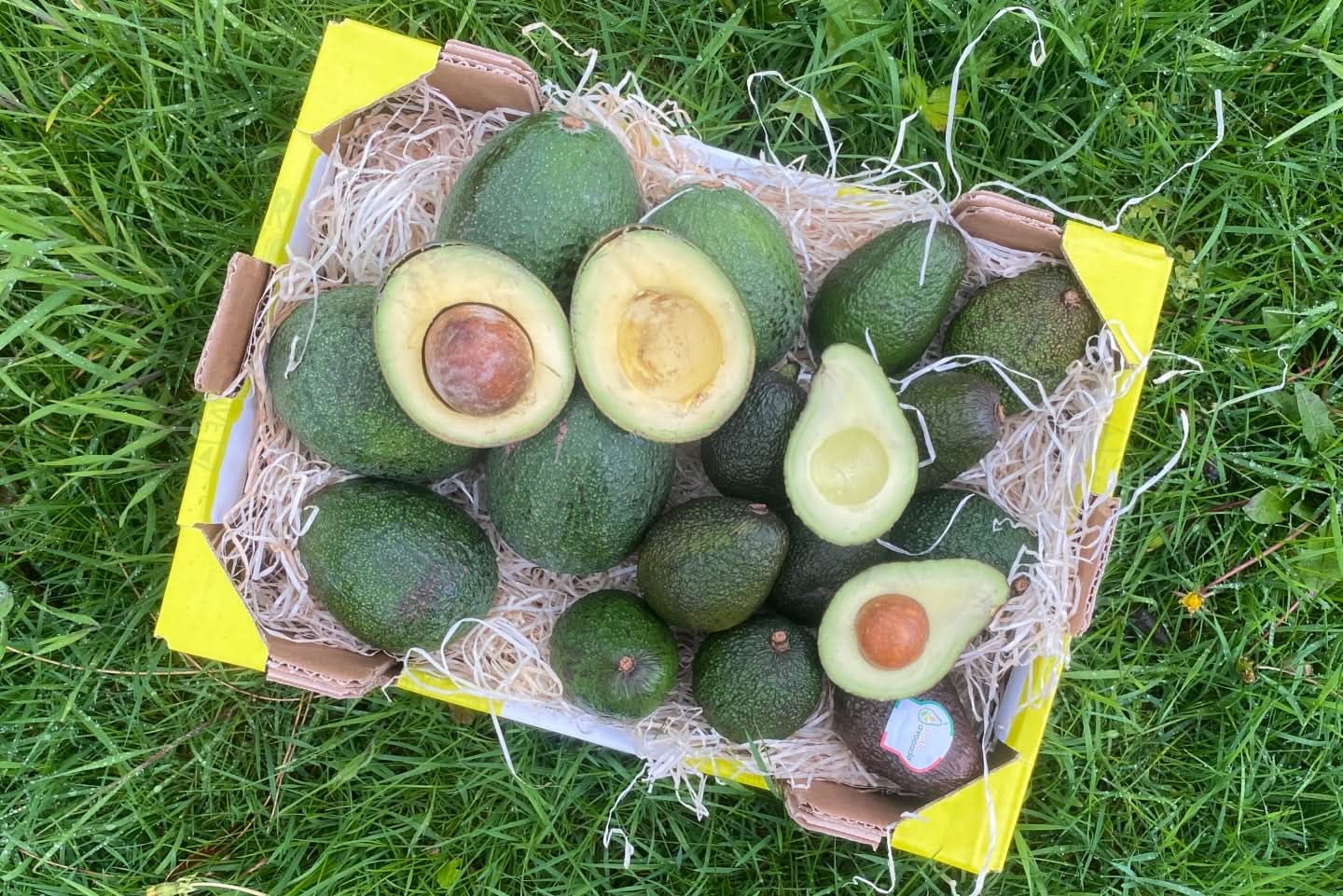 Ätna Avocado "Hass" und "Reed" Mix Bio von Andrea Sizilien Kennenlernpreis