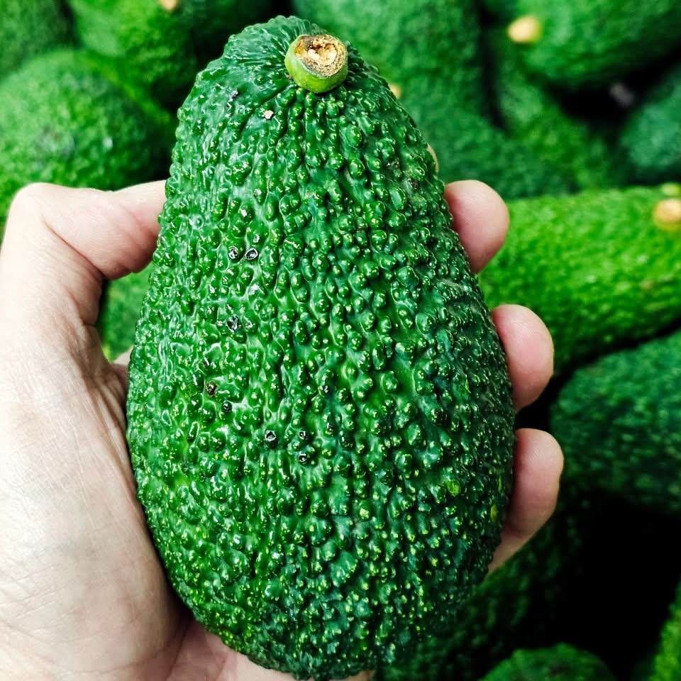 Ätna Avocado "Hass" und "Reed" Mix Bio von Andrea Sizilien Kennenlernpreis - Image 10