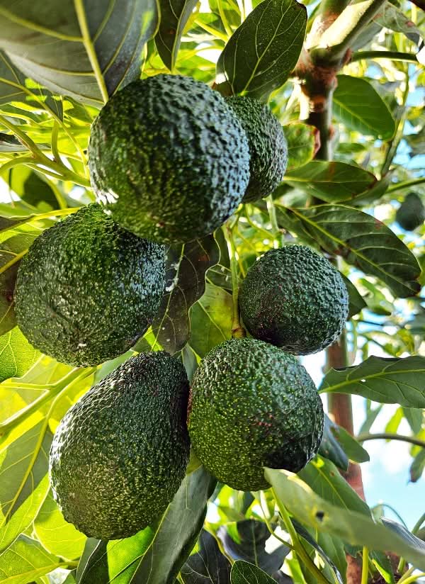 Ätna Avocado "Hass" und "Reed" Mix Bio von Andrea Sizilien Kennenlernpreis - Image 11