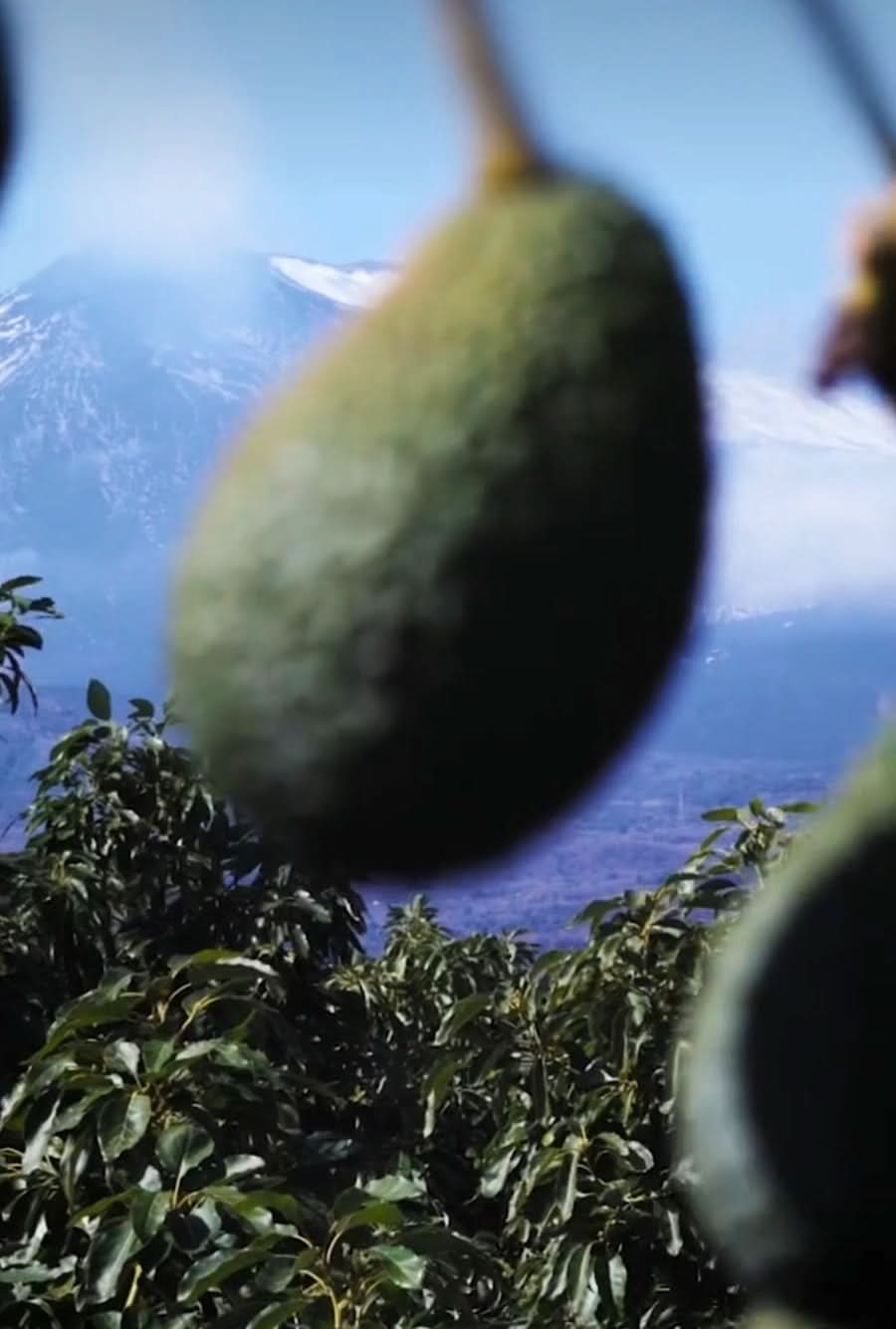 Ätna Avocado & Passionfruit Mix-Box Bio Sizilien - Image 9