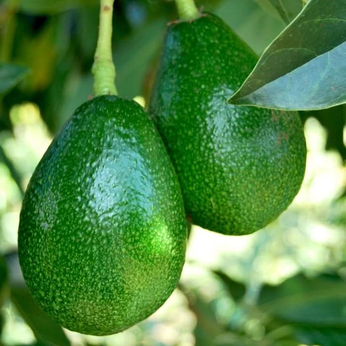Ätna Vulkan-Avocado Bacon Bio Sizilien Sparpreis-Box - Image 6