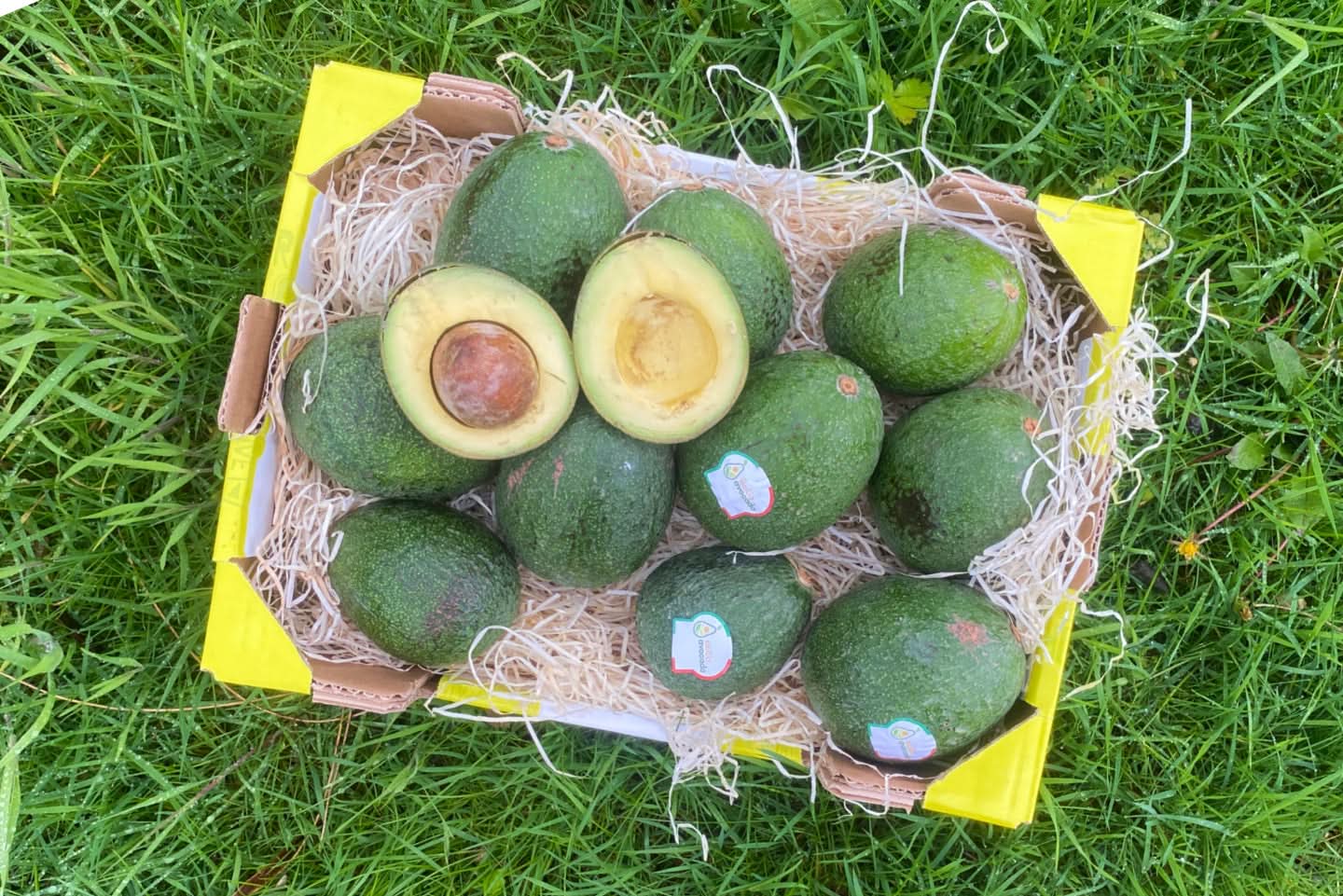 Ätna-Vulkan Avocado Reed Bio Sizilien