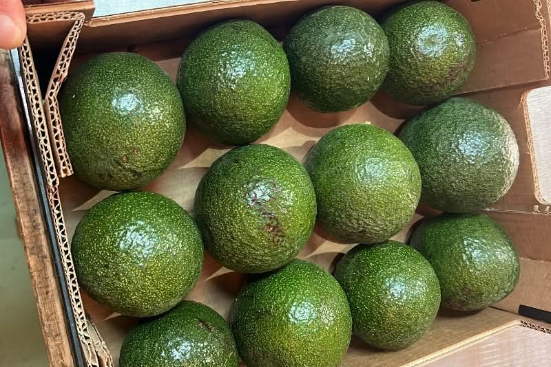 Ätna-Vulkan Avocado Reed Bio Sizilien - Image 6