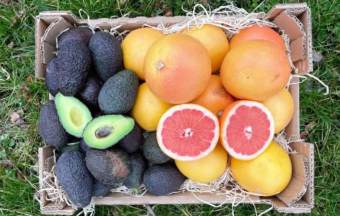 Avocado & Grapefruit Retterbox Bio