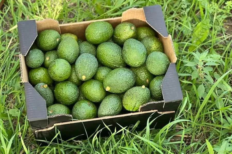 Avocado & Grapefruit Retterbox Bio - Image 4