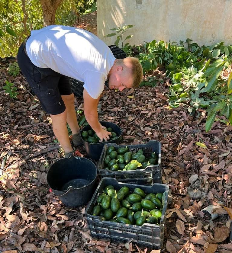Avocado-Rarität Harvest Bio von Julian - Image 4