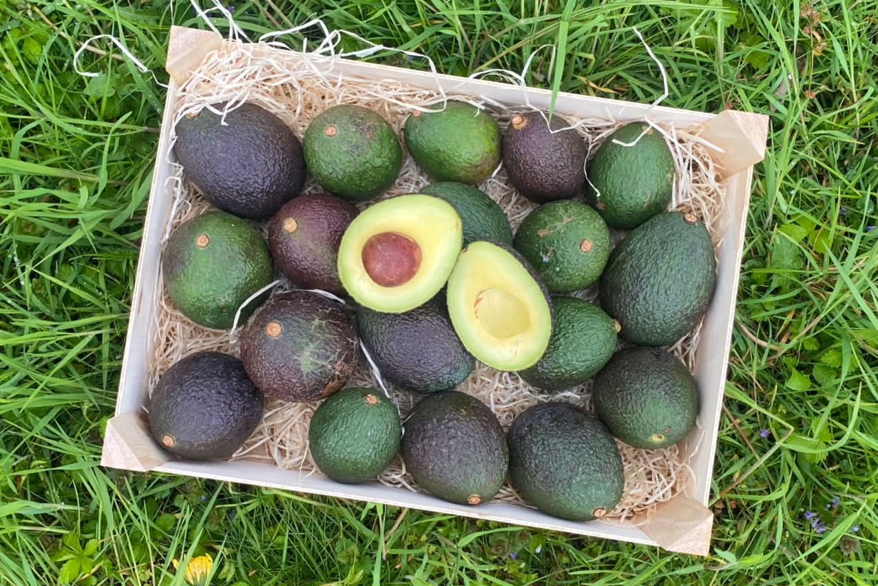 Avocado-Rarität Levens Bio von Julian