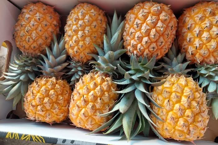 Baby-Ananas "Queen Victoria" Bio Flugware - Image 2