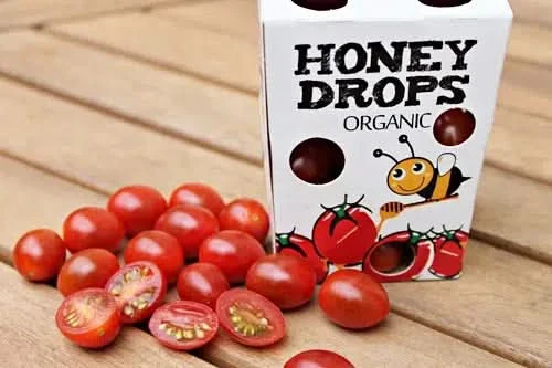 Baby-Datteltomaten "Honey Drop" Bio