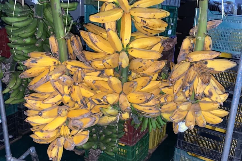 Bananenrarität "Cuadrado" Grillbanane von Rufino Bio