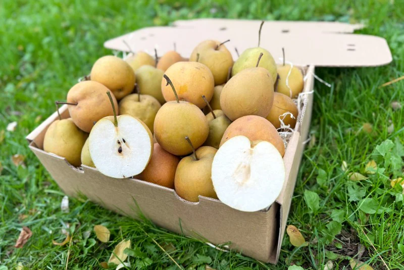 Birne "Nashi" Bio demeter aus Italien