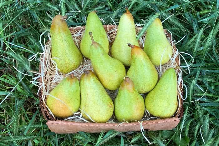 Bio Birnen "Abate" 1kg