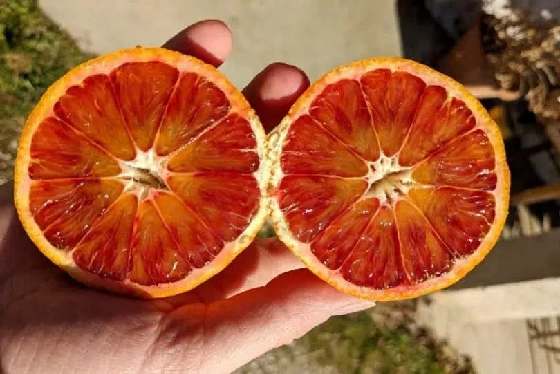 Blut-Orangen "Sanguinello" Bio Demeter Aktionspreis - Image 2