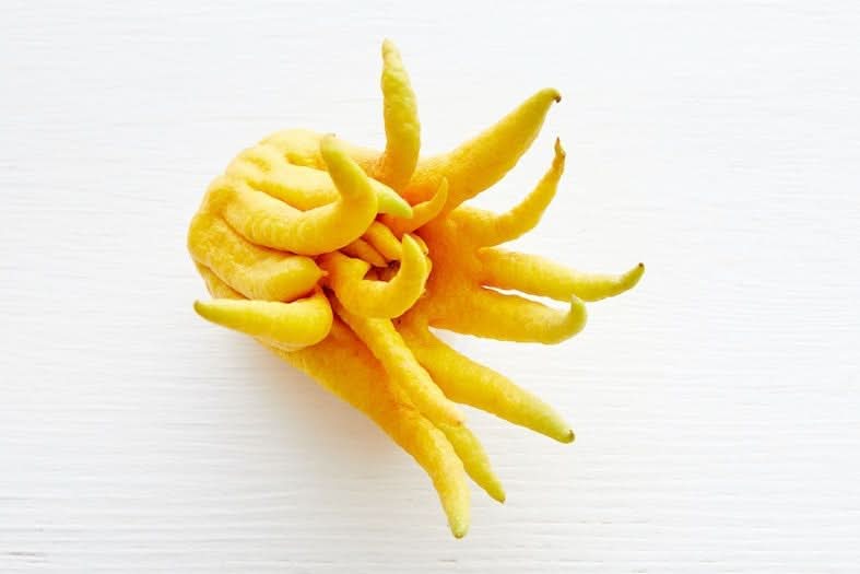 Zitrusfrucht "Buddha's Hand" Bio von Juan - Image 4